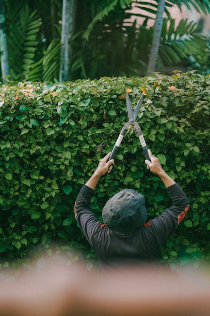 A gardener, wearing a dark long-sleeved top and a black cap, is trimming a dense, well-maintained hedge with a pair of sharp pruning shears. The hedge, composed of small, green, leafy branches, forms